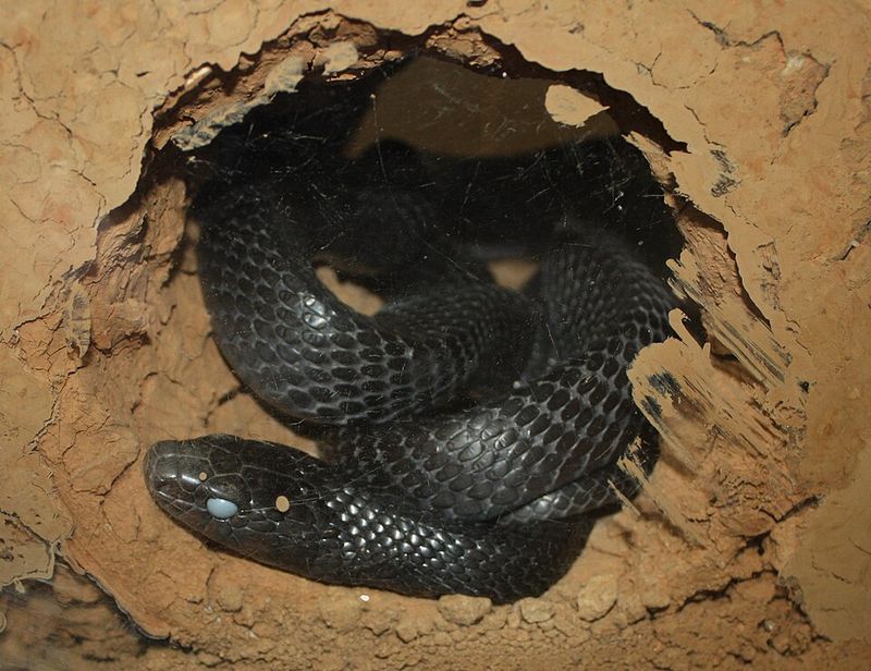 Eastern Indigo Snake