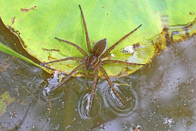 Six-Spotted Fishing Spider