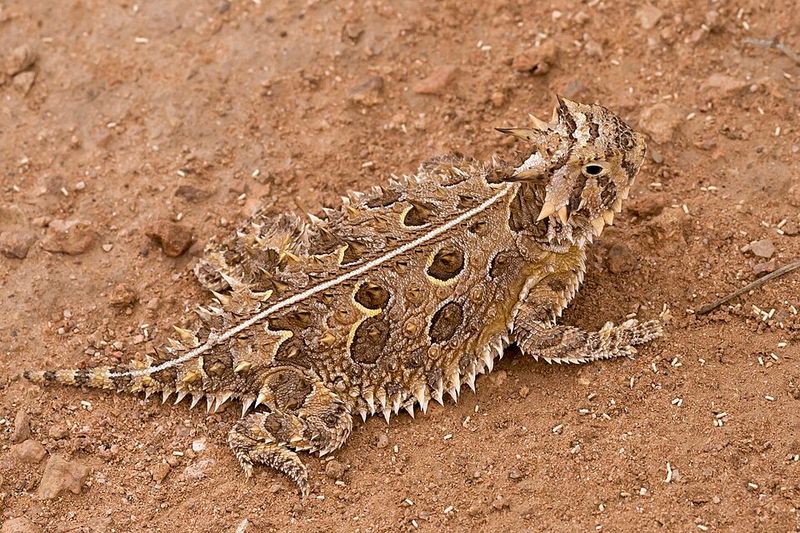 Texas Horned Lizard