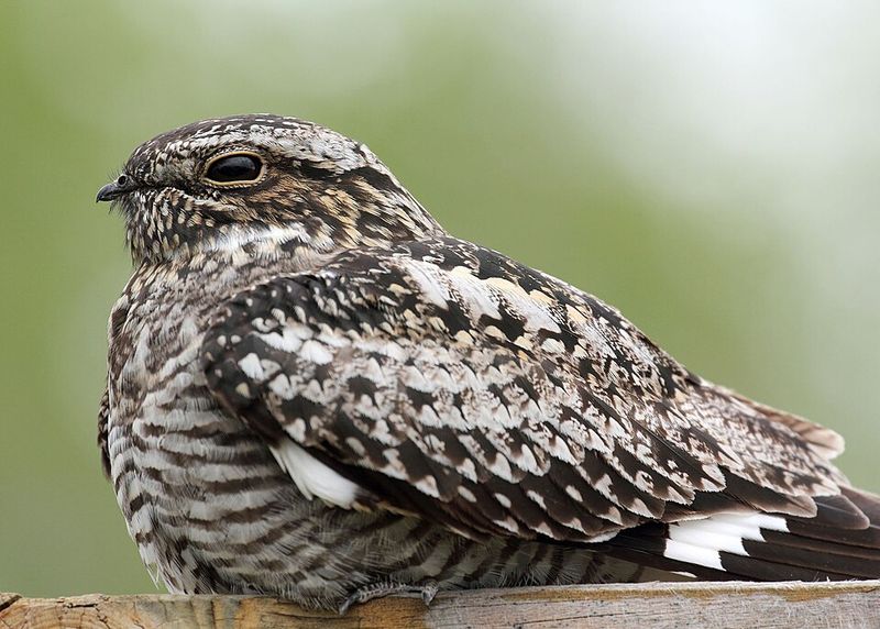 Common Nighthawk
