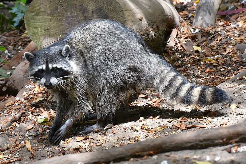 Raccoon
