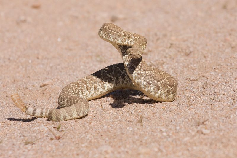 Mojave Rattlesnake