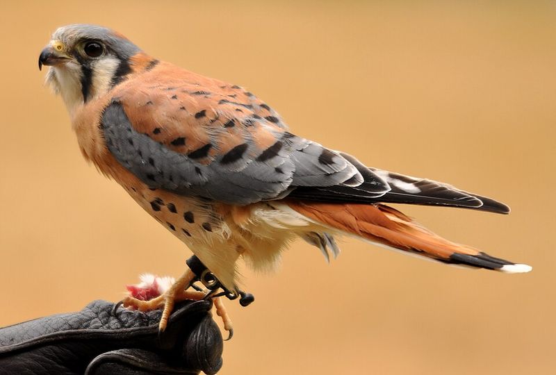 American Kestrel