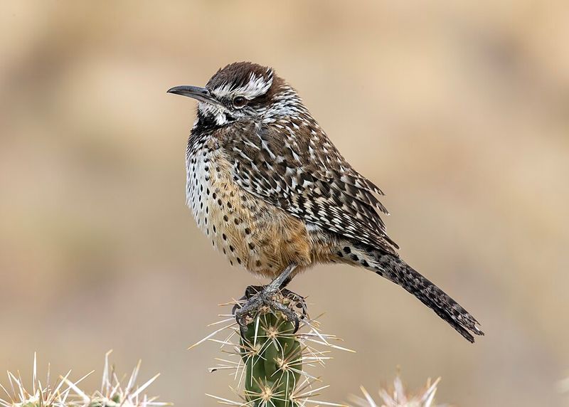 Cactus Wren