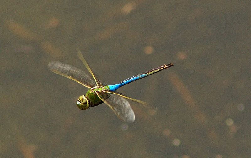Green Darner