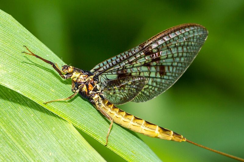 Mayfly