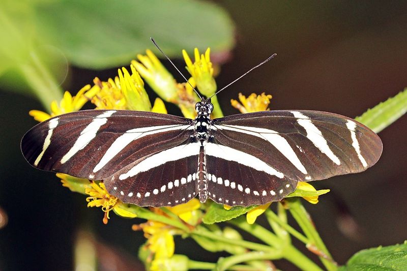 Zebra Longwing Butterfly