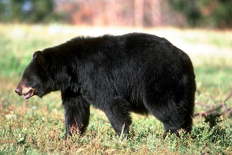Black Bear
