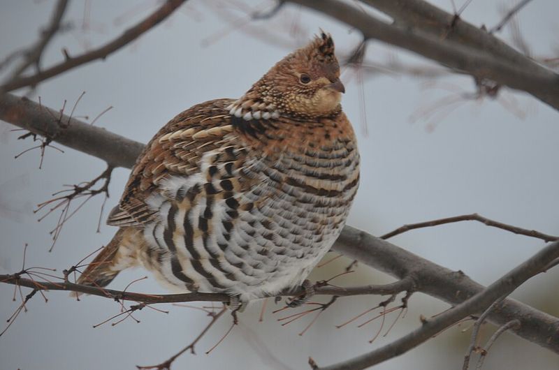 Ruffed Grouse