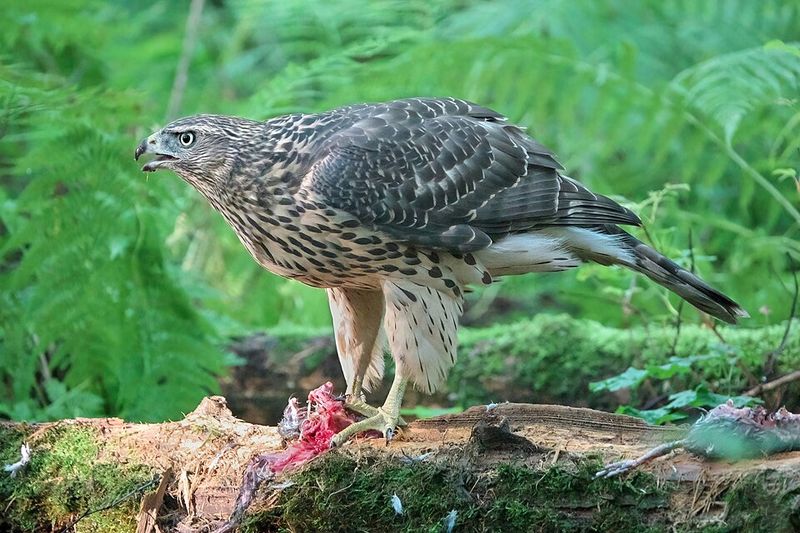 Northern Goshawk