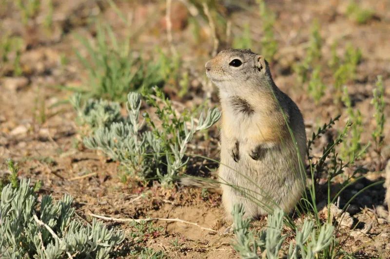 Wyoming Ground Squirrel