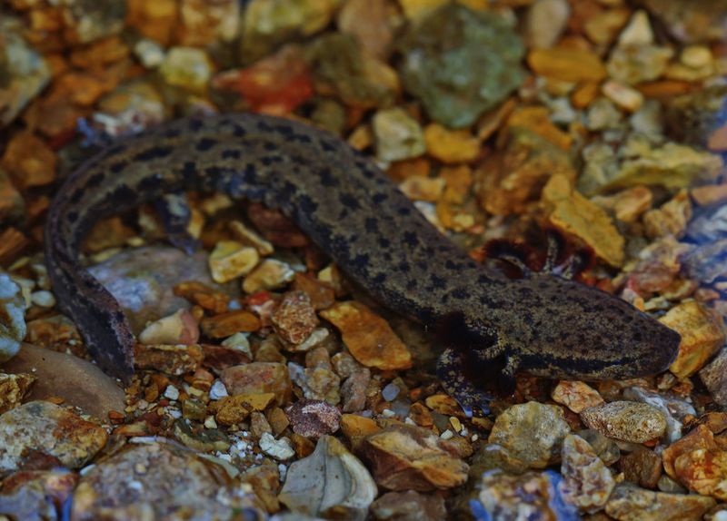 Mudpuppy