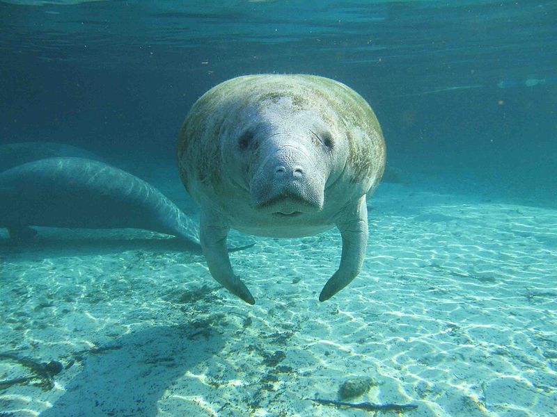 West Indian Manatee