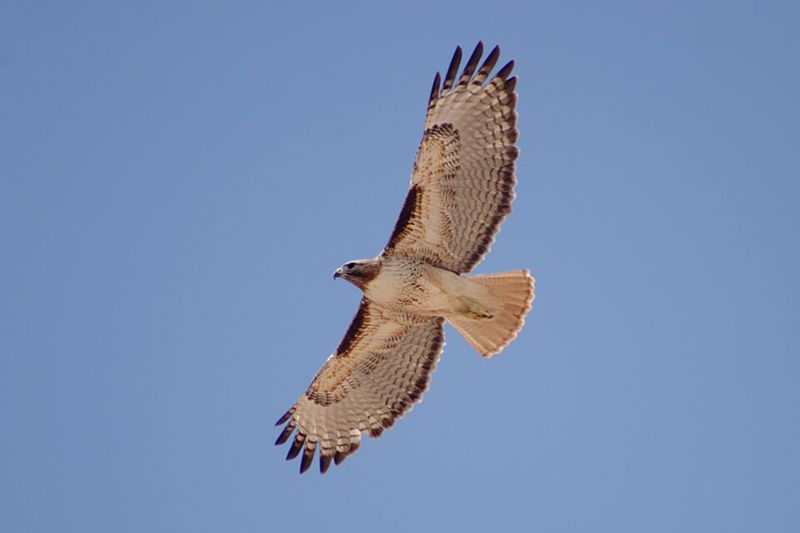 Red-Tailed Hawk