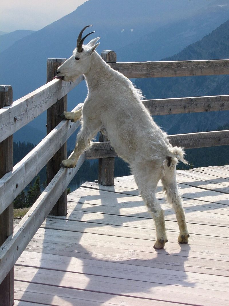 Mountain Goat