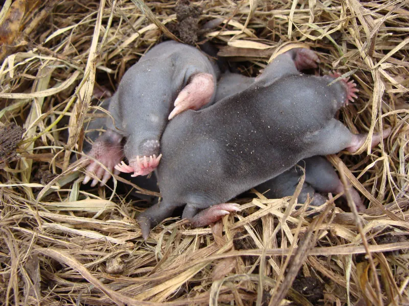 Star-Nosed Mole
