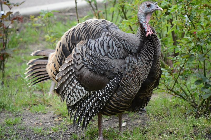 Wild Turkey
