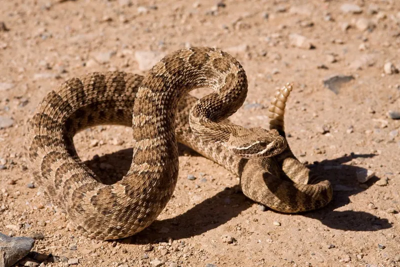 Prairie Rattlesnake