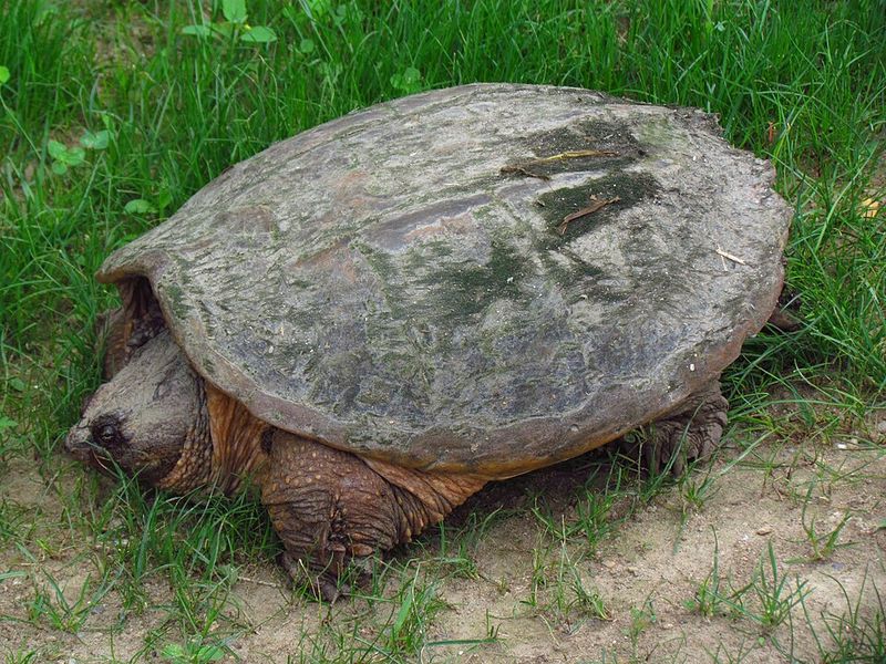 Snapping Turtle