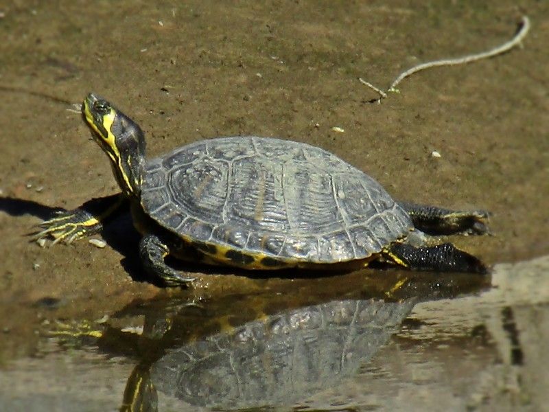 Yellow-Bellied Slider