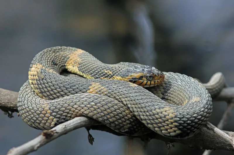 Banded Watersnake