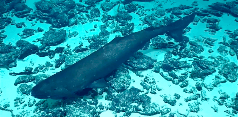 Pacific Sleeper Shark