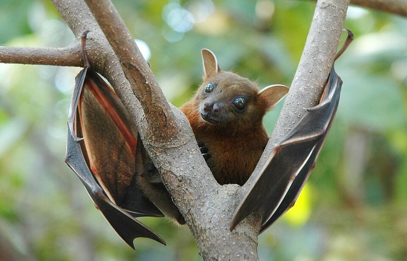 Little Brown Bat