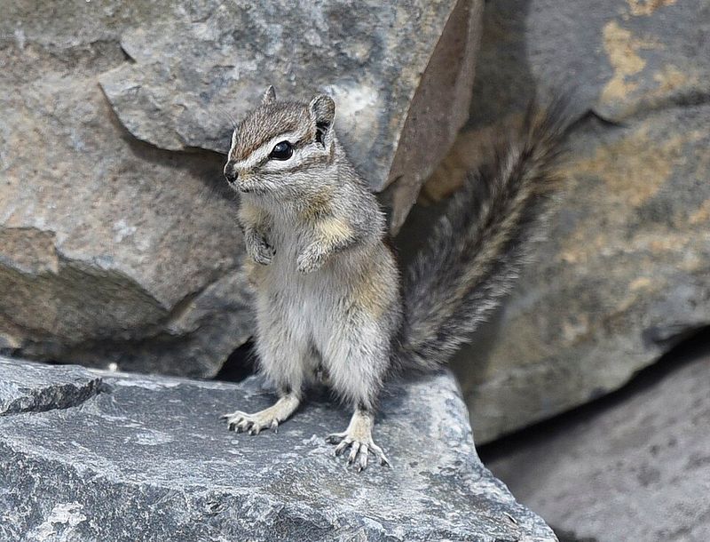 Least Chipmunk