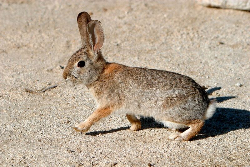 Desert Cottontail