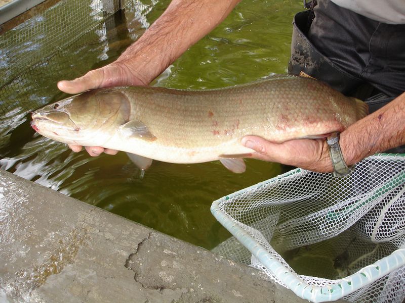 Bowfin