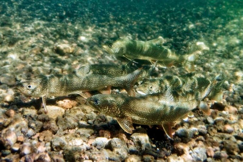 Lake Trout
