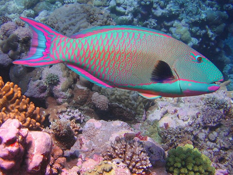 Rainbow Parrotfish