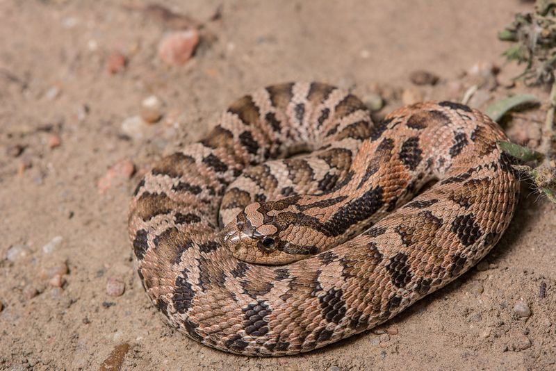 Eastern Hog-Nosed Snake