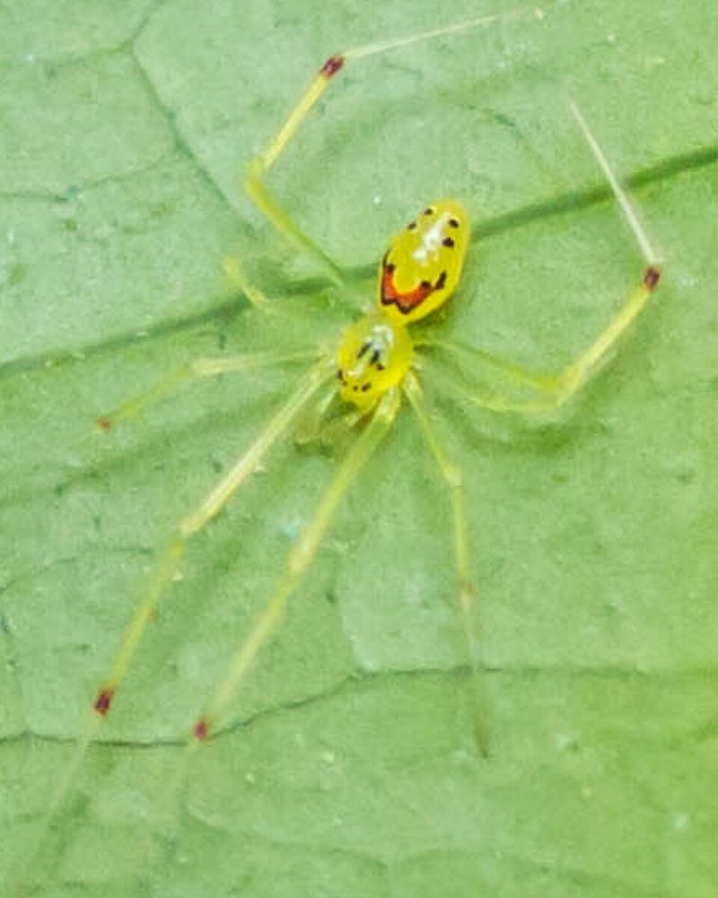 Hawaiian Happy-face Spider